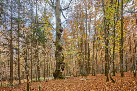 Gemeinde Bayerisch_Eisenstein Landkreis Regen Hans-Watzlik-Hain Baumriese (Dirschl Johann) Deutschland REG